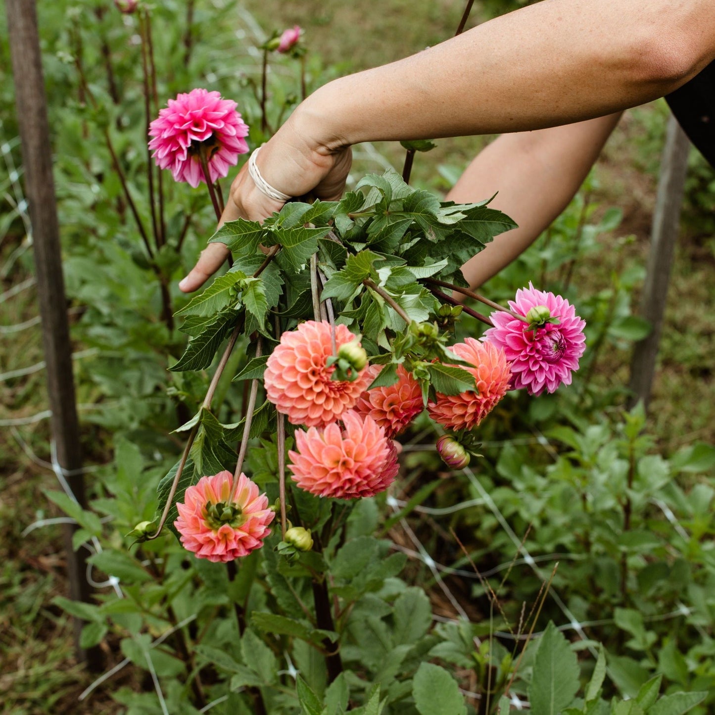 Grow Your Own Dahlias Workshop (Part 2)