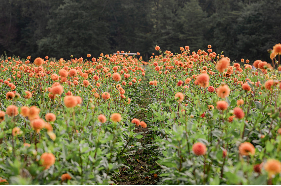 CSA Dahlia Flower Share