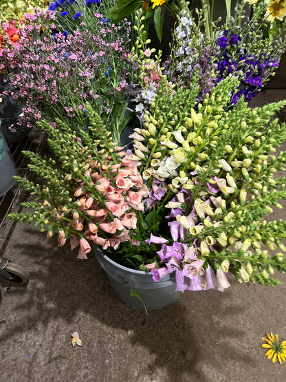Foxglove Bunch