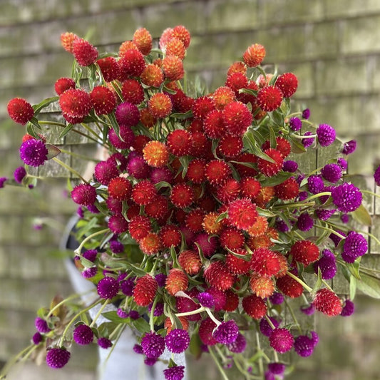 Globe Amaranth Bunch