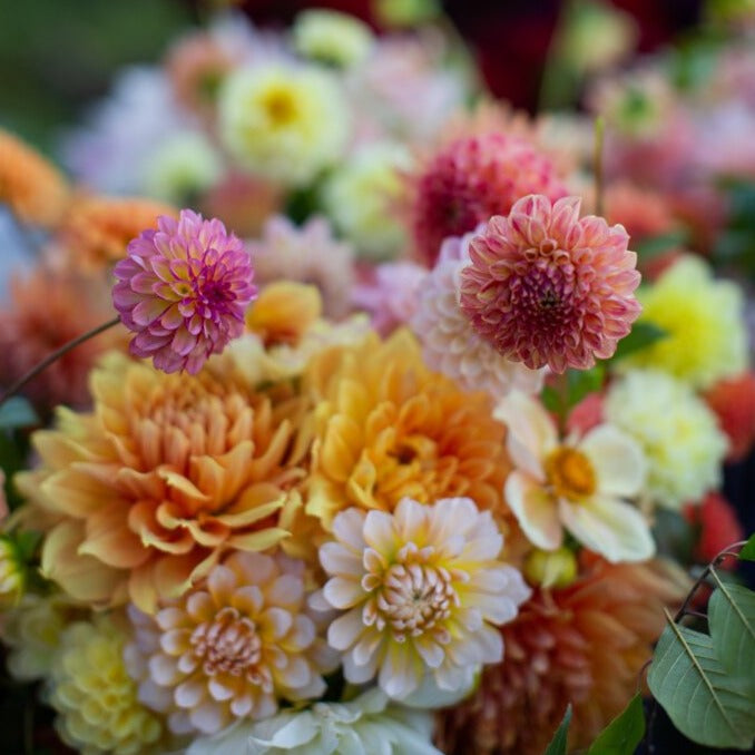 Farmer's Choice Mix Dahlia