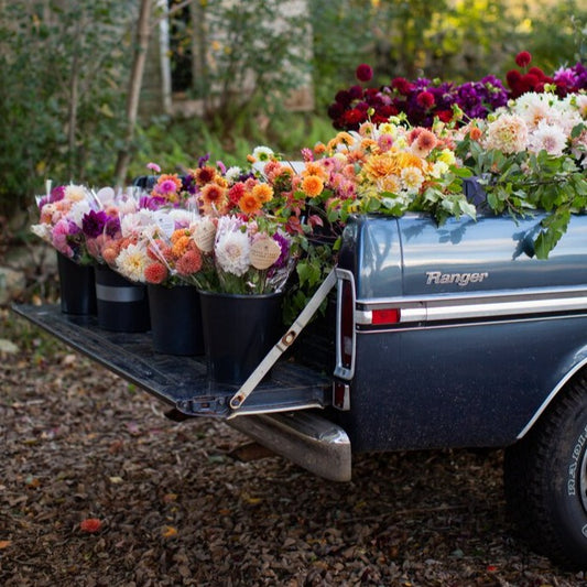 Farmer's Choice Mix Dahlia