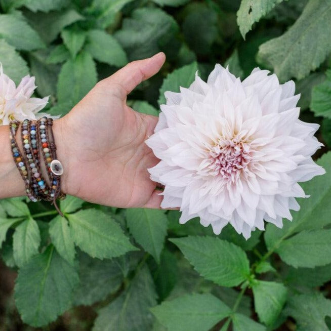 Farmer's Choice Mix Dahlia