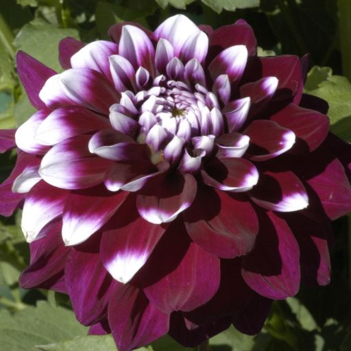 Ryan C Dahlia Tuber
