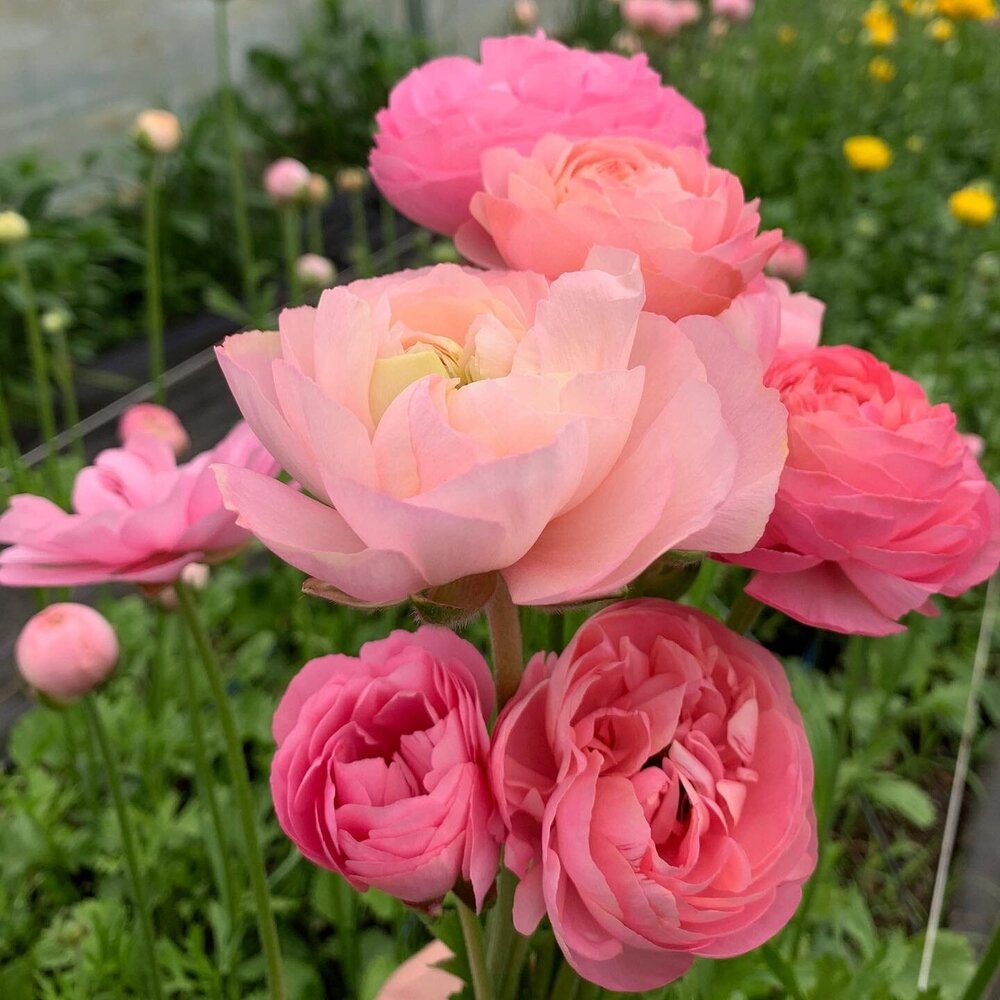 Rosa Italian Ranunculus