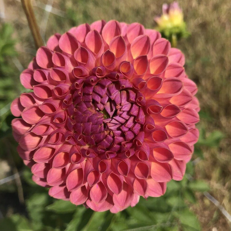 Dahlias – Page 2 – Cross Street Flower Farm