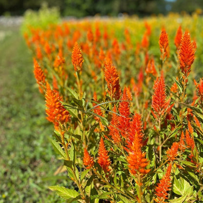 Celosia Bunch