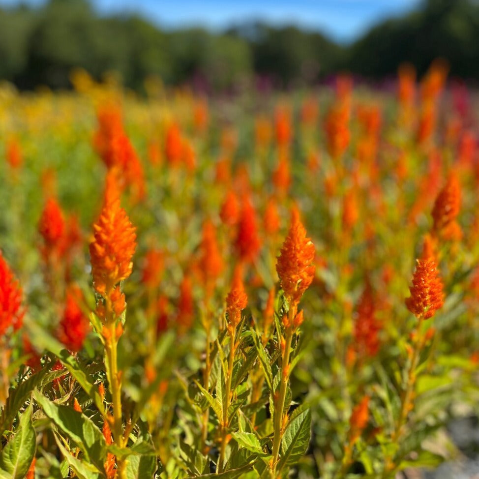 Celosia Bunch