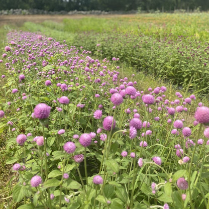Globe Amaranth Bunch