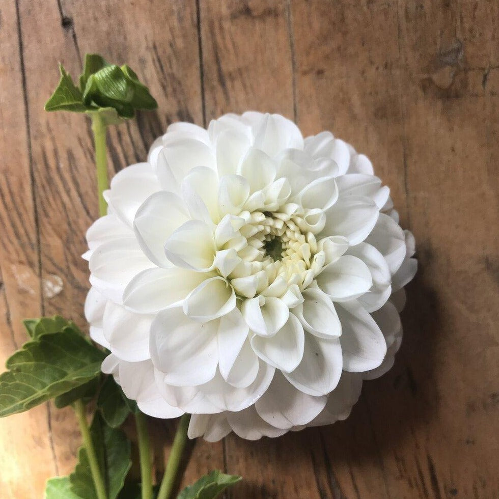 Farmer's Choice Mix Dahlia