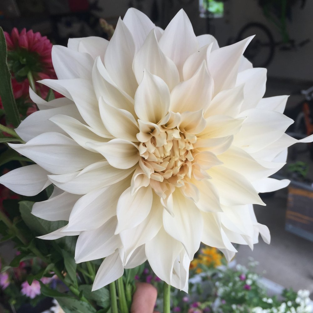 Cafe au Lait Dahlia Cross Street Flower Farm