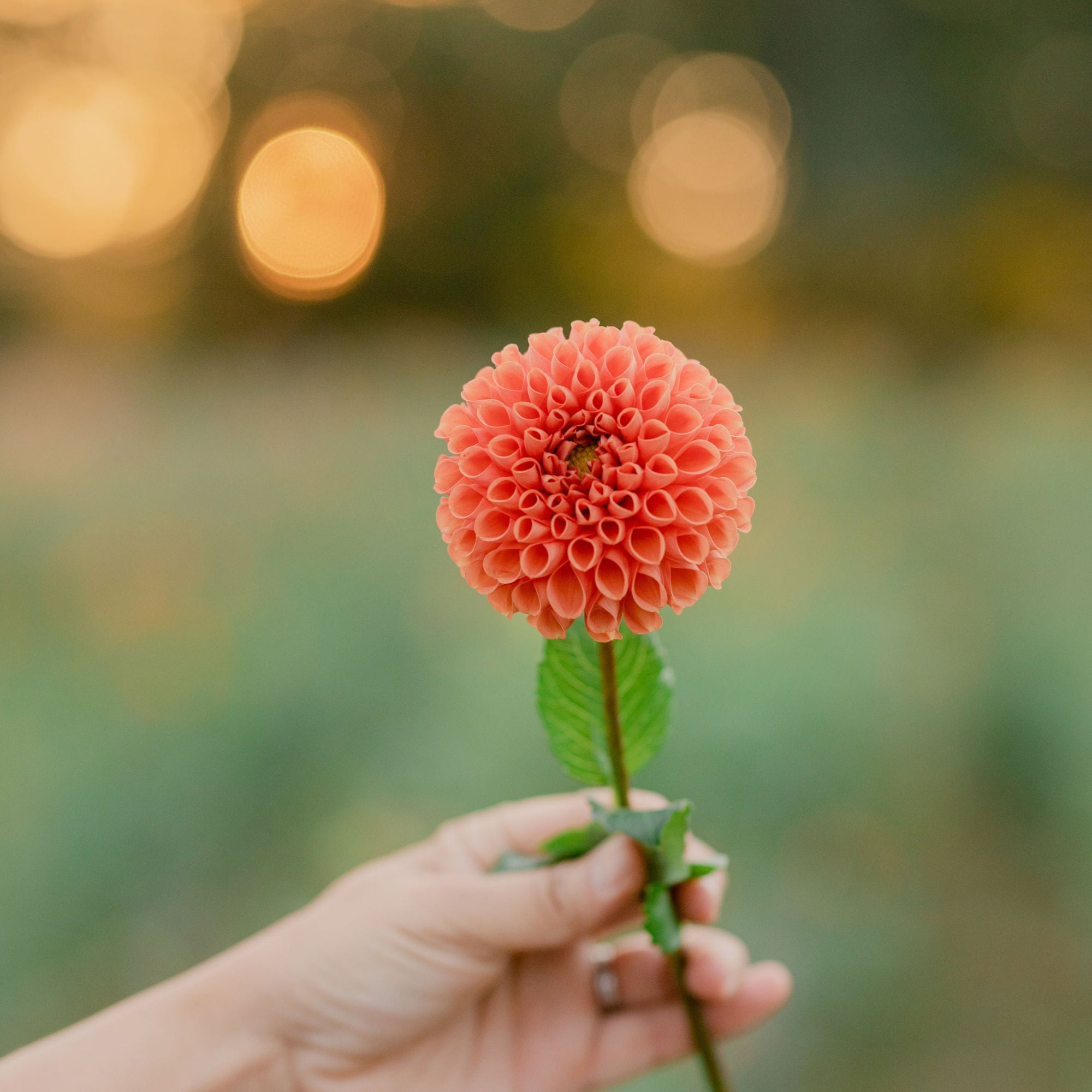 Cornel Bronze Dahlia Tuber