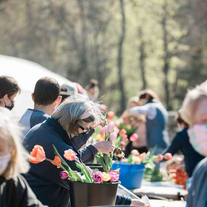 Pick Your Own Tulips