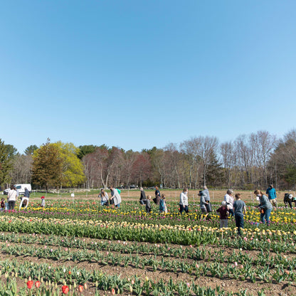 Pick Your Own Tulips
