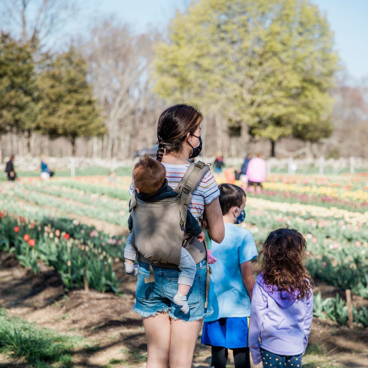 Pick Your Own Tulips