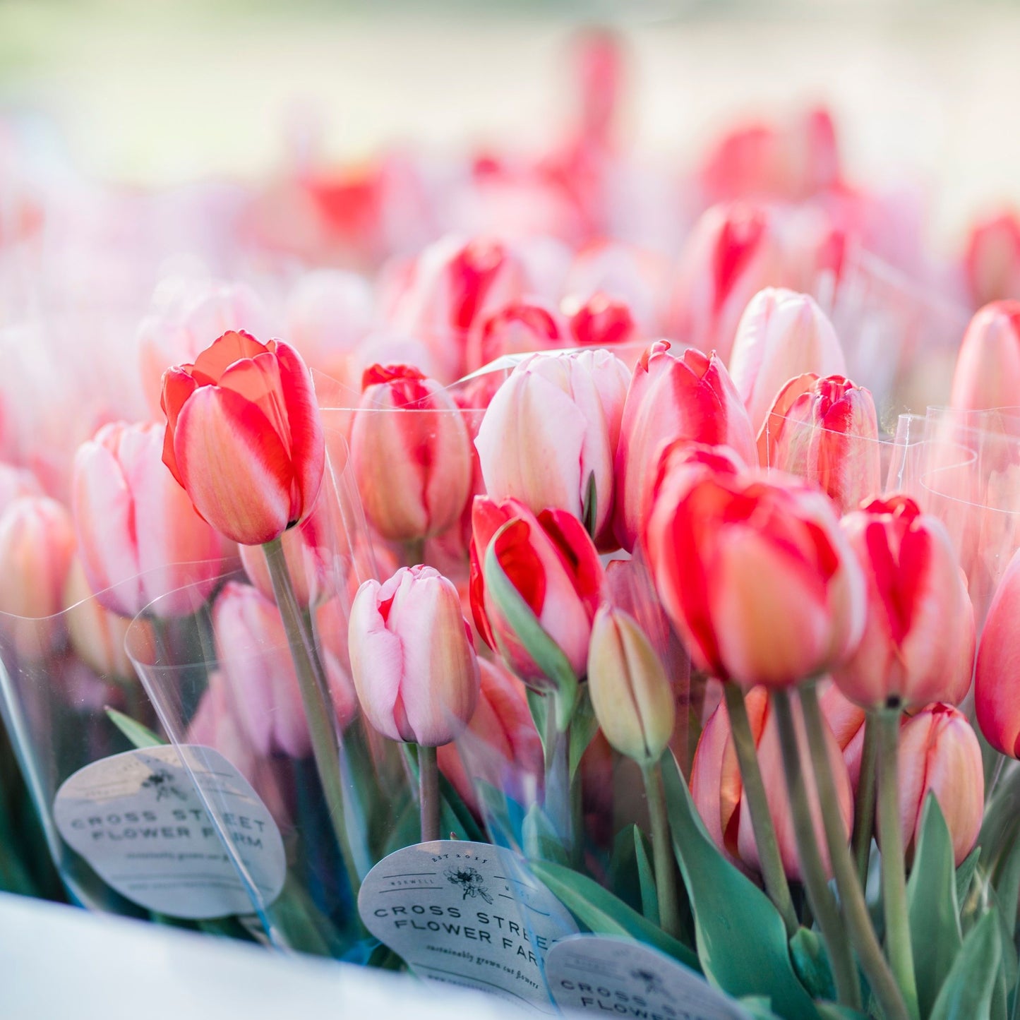Pick Your Own Tulips