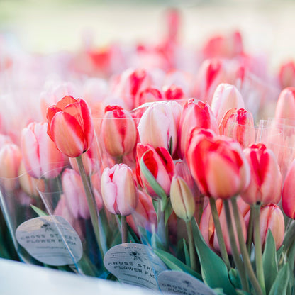 Pick Your Own Tulips