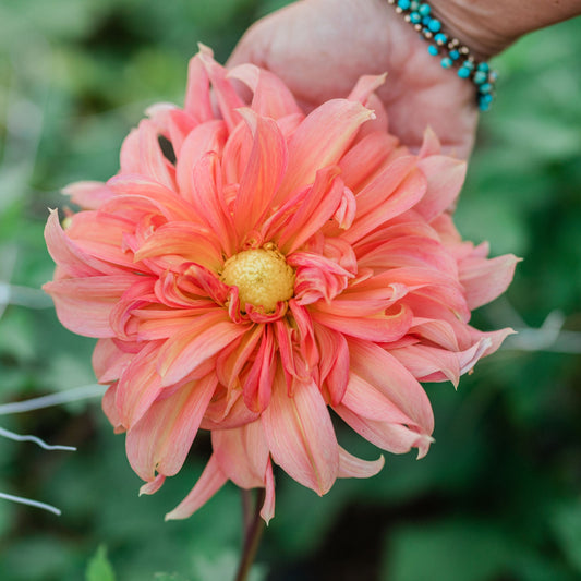 fairway spur dahlia cross street flower farm