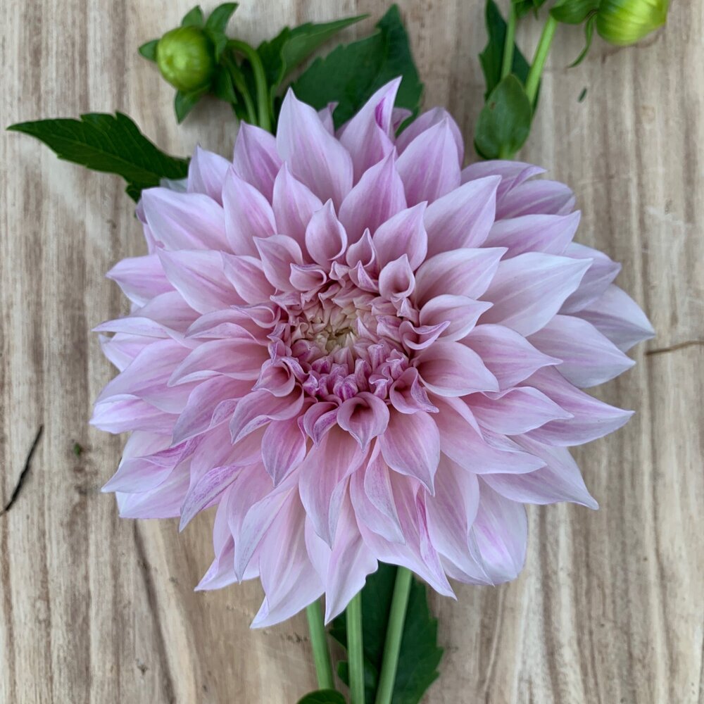 Cafe au Lait Dahlia