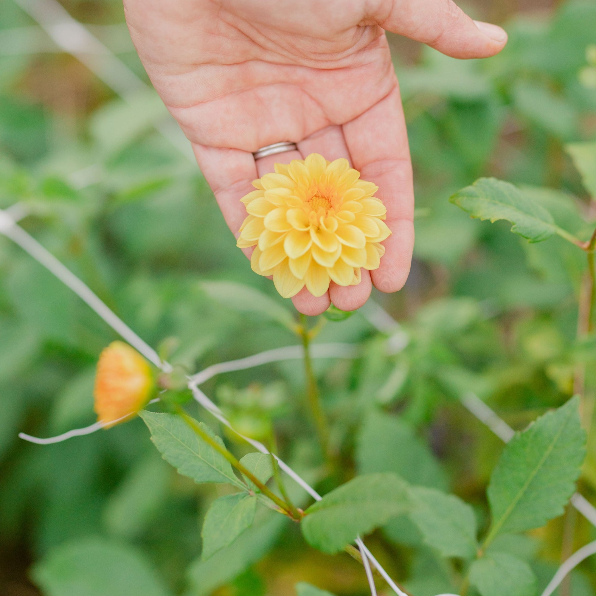 Golden Scepter Dahlia Tuber