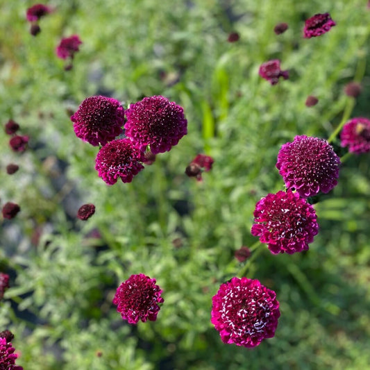 Pincushion Flower (Scabiosa) Bunch