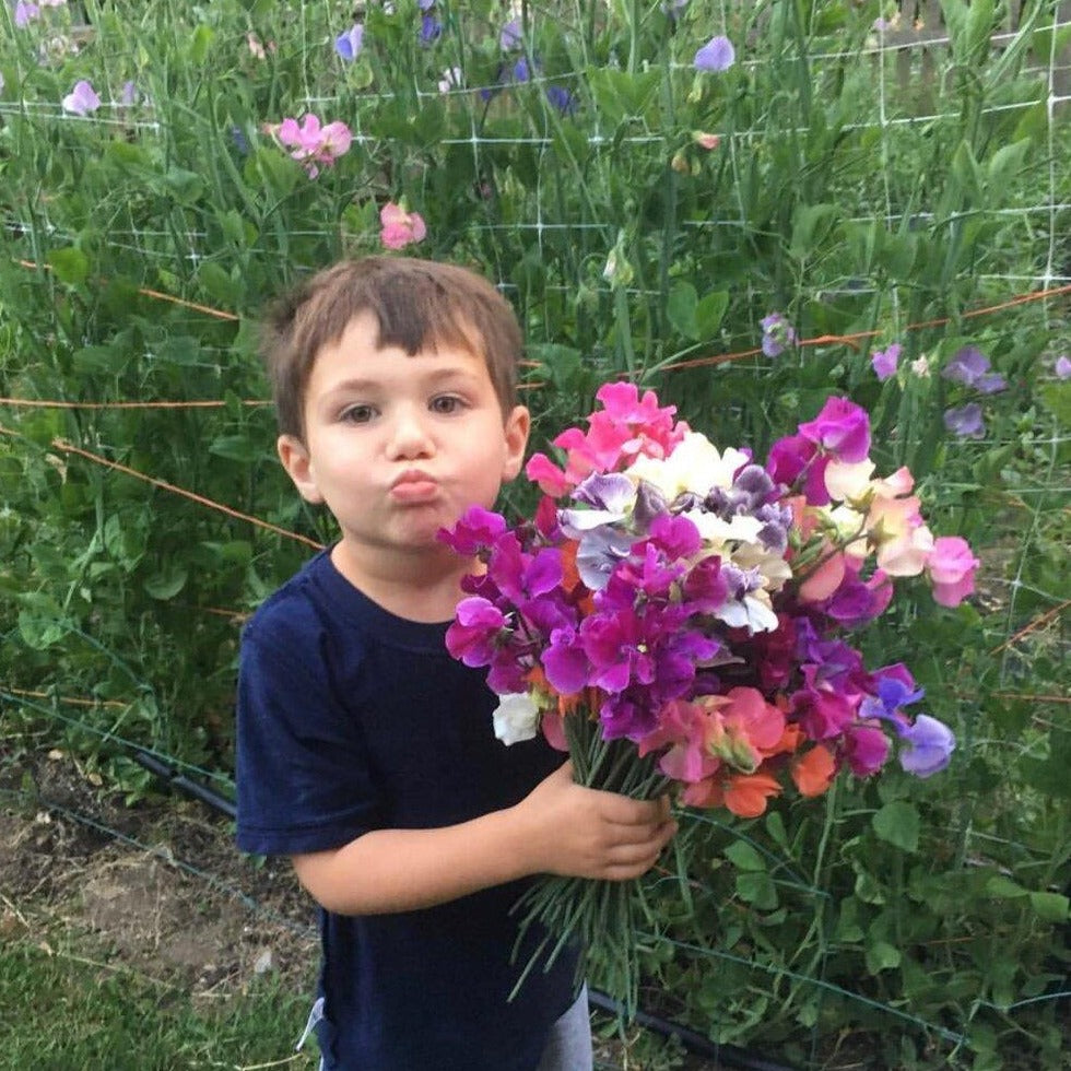Sweet Pea Bunch