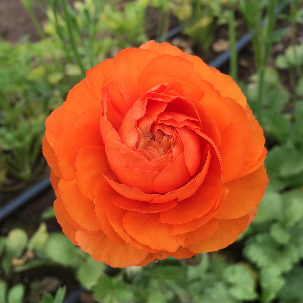 Clementine Italian Ranunculus