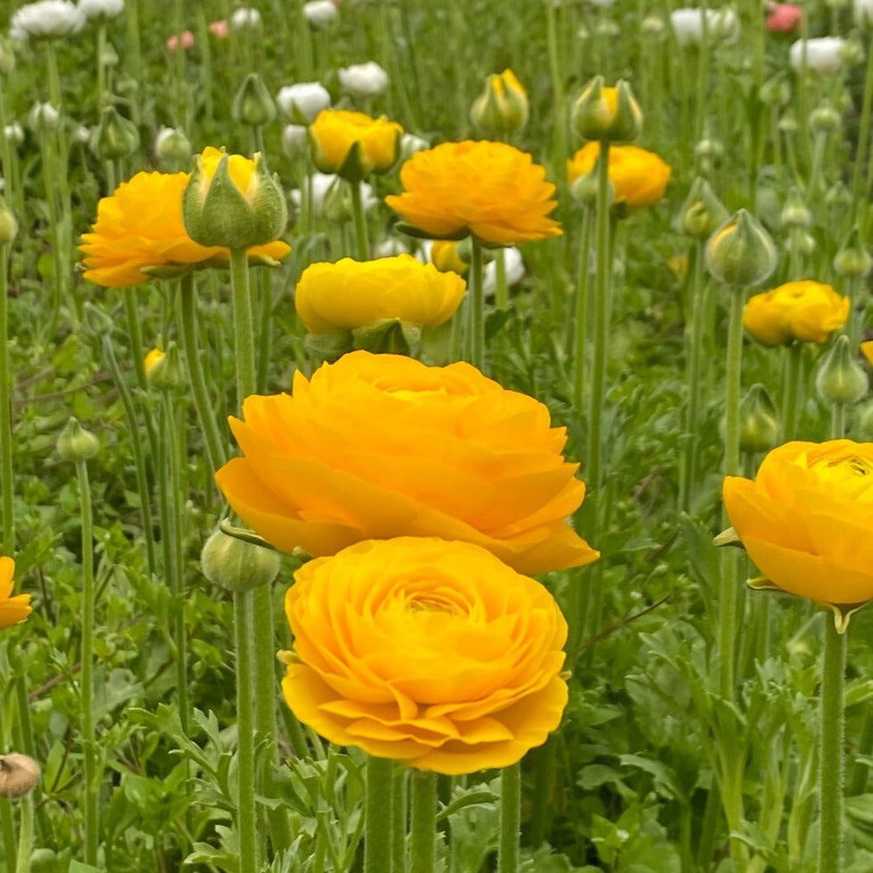 Italian Elegance Ranunculus Bunch