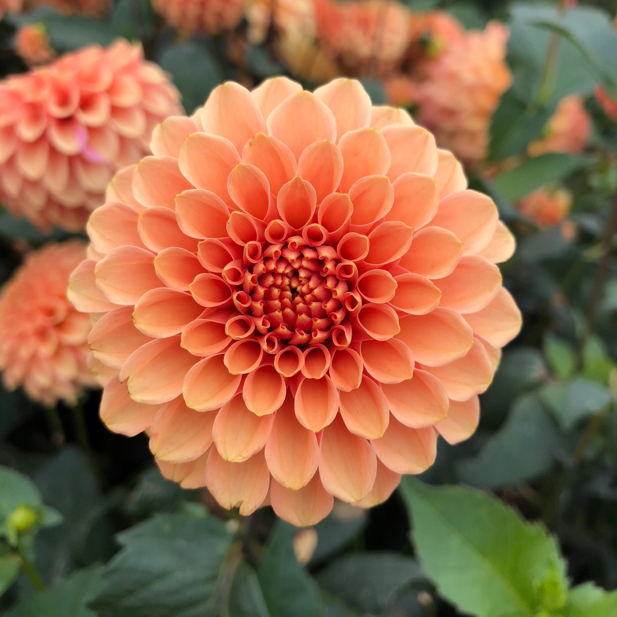 Rose Toscano