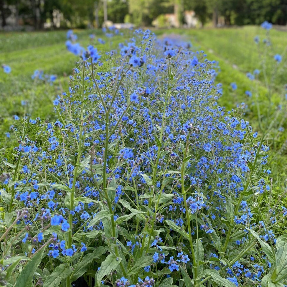 Forget-Me-Not Bunch