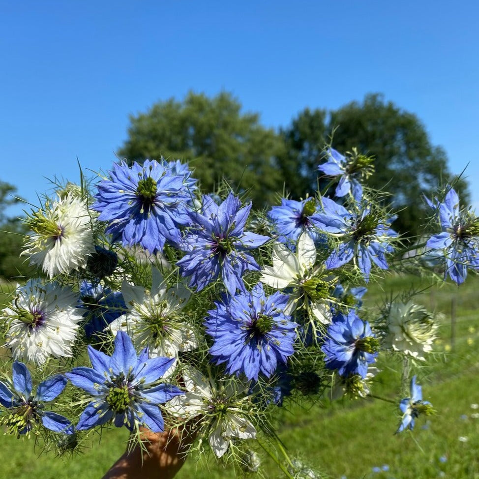 Nigella Bunch