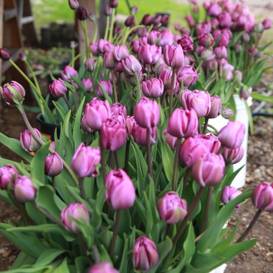 Blue Diamond Tulip