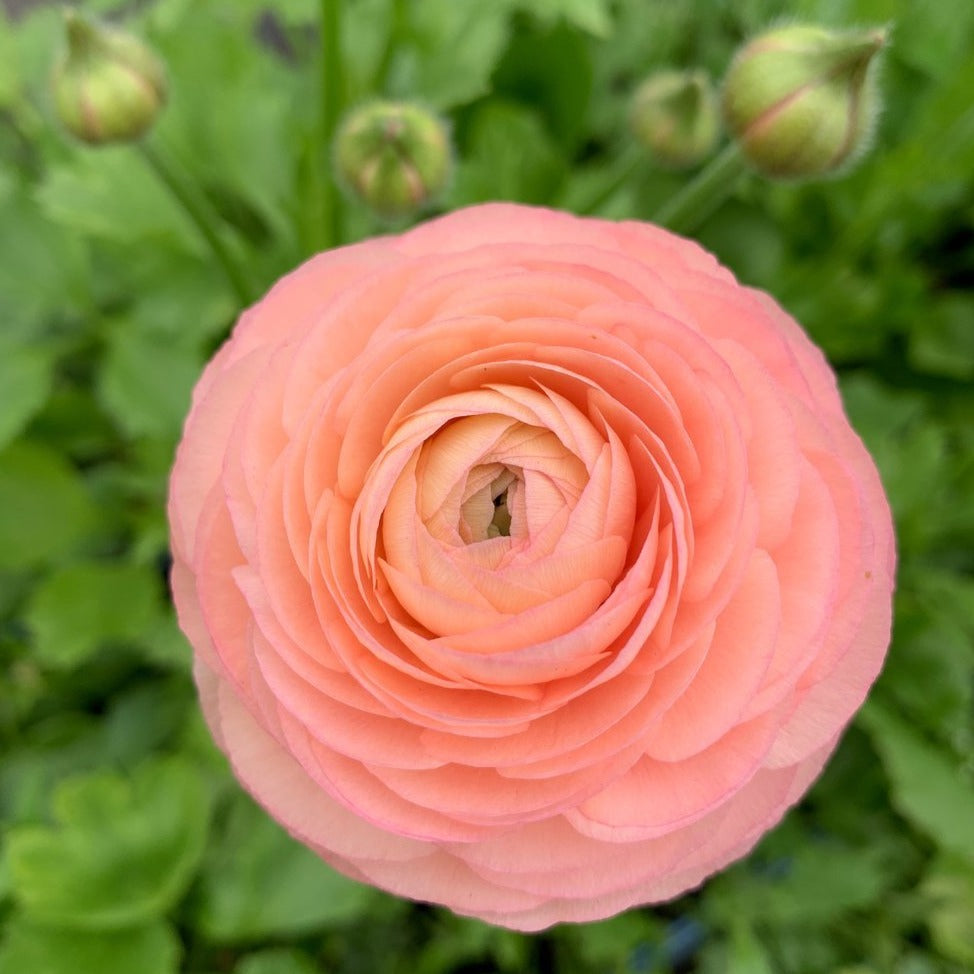 Italian Elegance Ranunculus Bunch