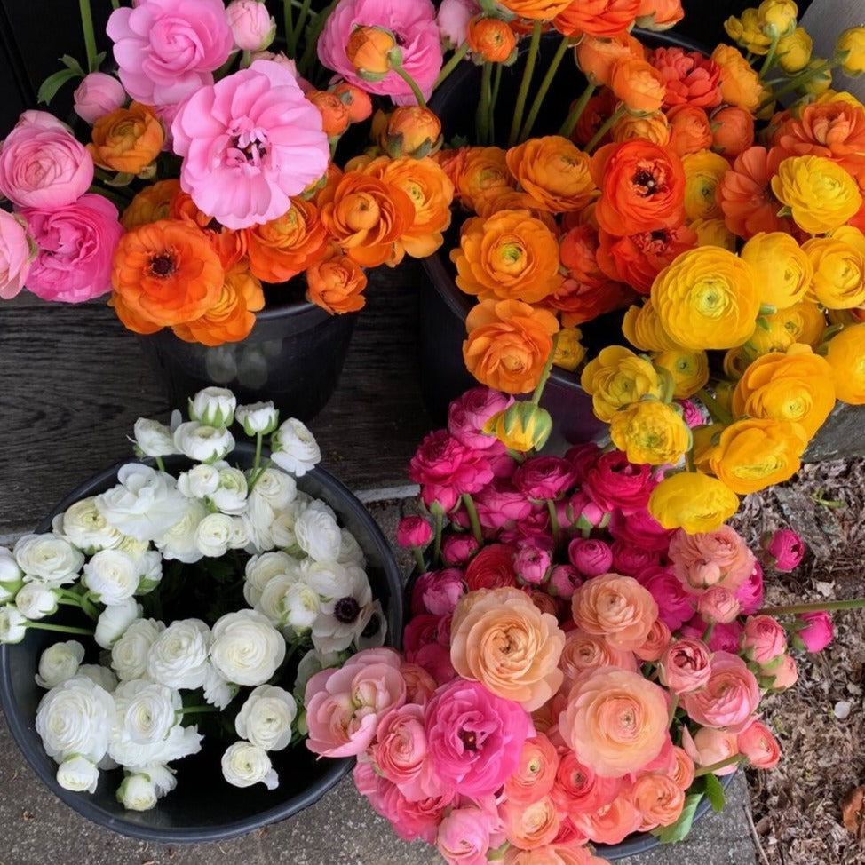 Clementine Italian Ranunculus