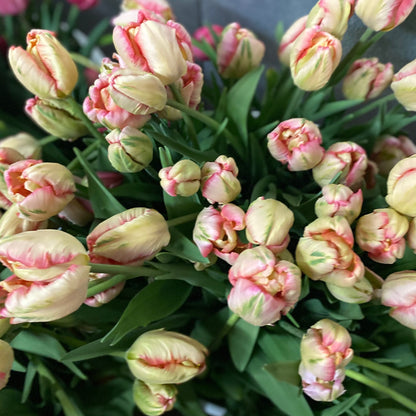 Fancy Tulip Bunch