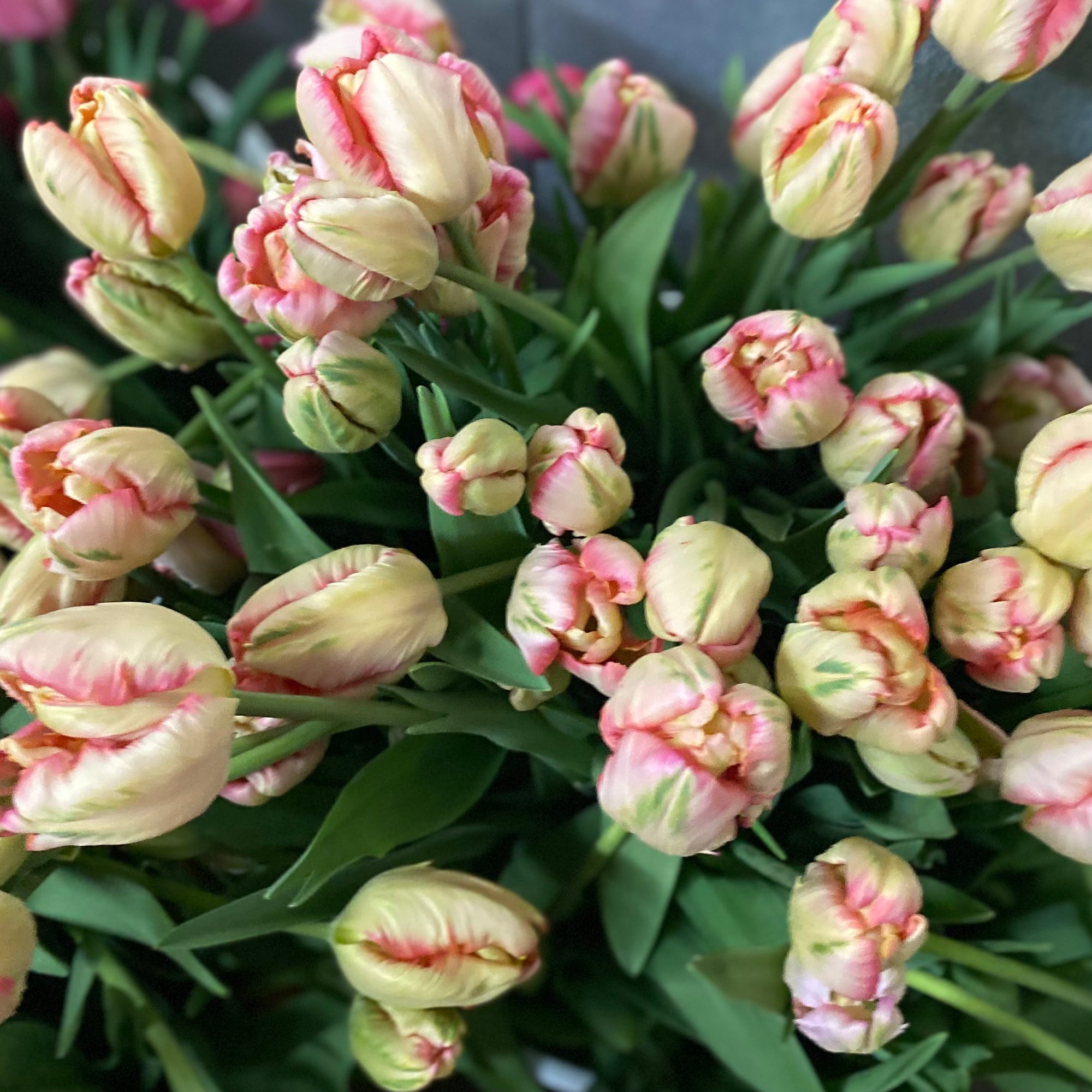 Fancy Tulip Bunch
