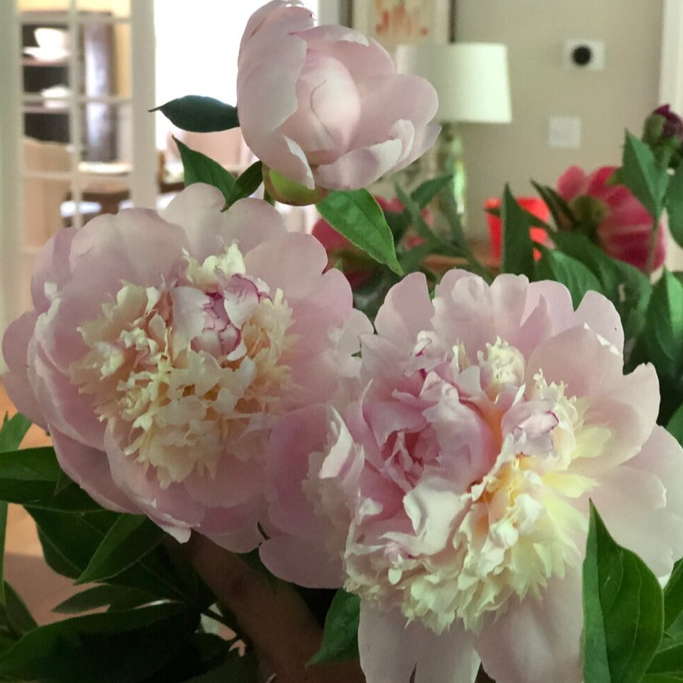 Peony Bunch