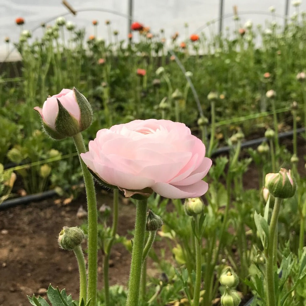 Rosa Chiaro Italian Ranunculus