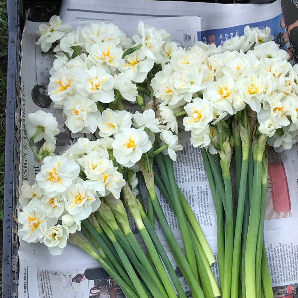 Bridal Crown Daffodil