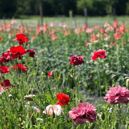 Poppies Seedlings
