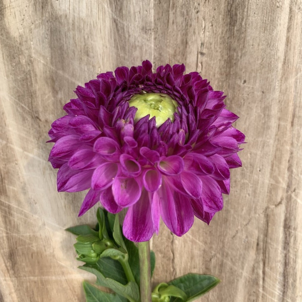 Julio Dahlia