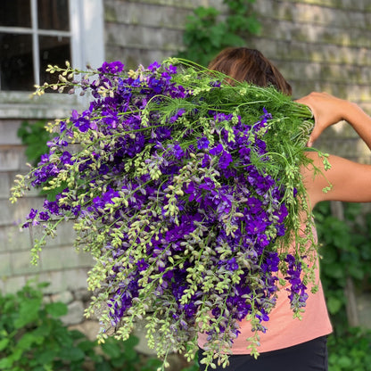 Early Summer Cutting Garden Kit