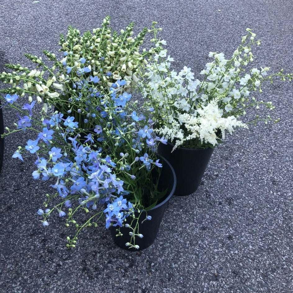 Delphinium Seedlings