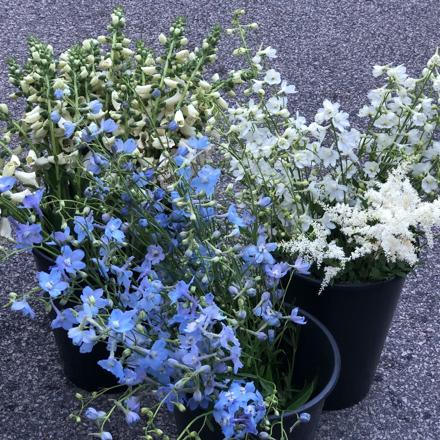 Early Summer Cutting Garden Kit