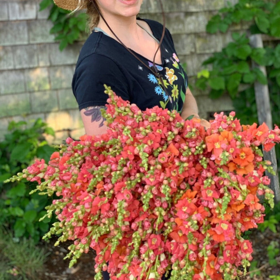Snapdragon Bunch