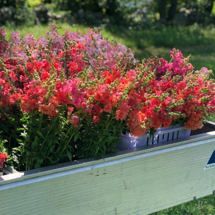 Snapdragon Bunch