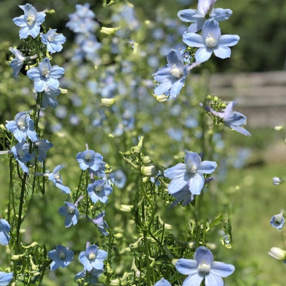Delphinium Seedlings