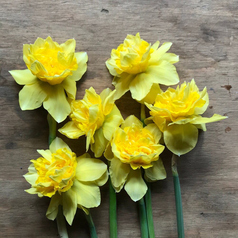 Dick Wilden Daffodil