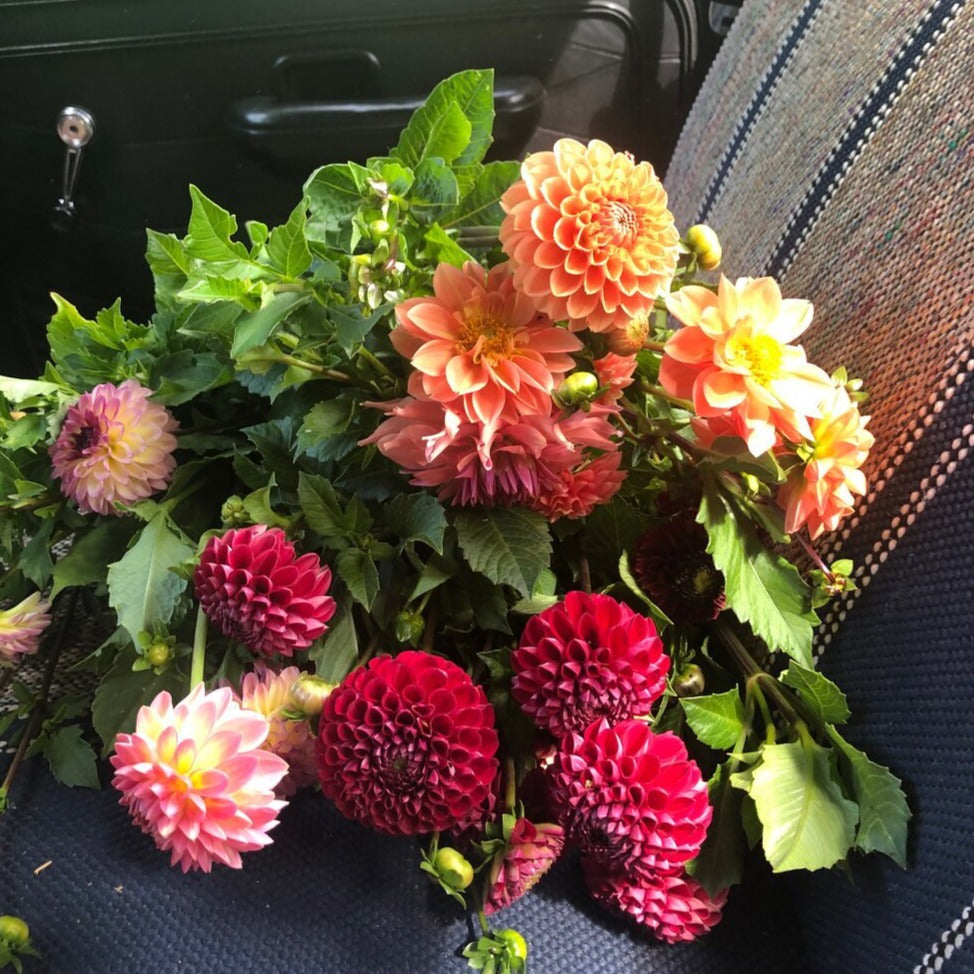 Farmer's Choice Mix Dahlia