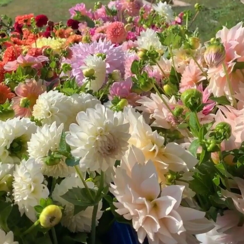 Boom Boom White Dahlia